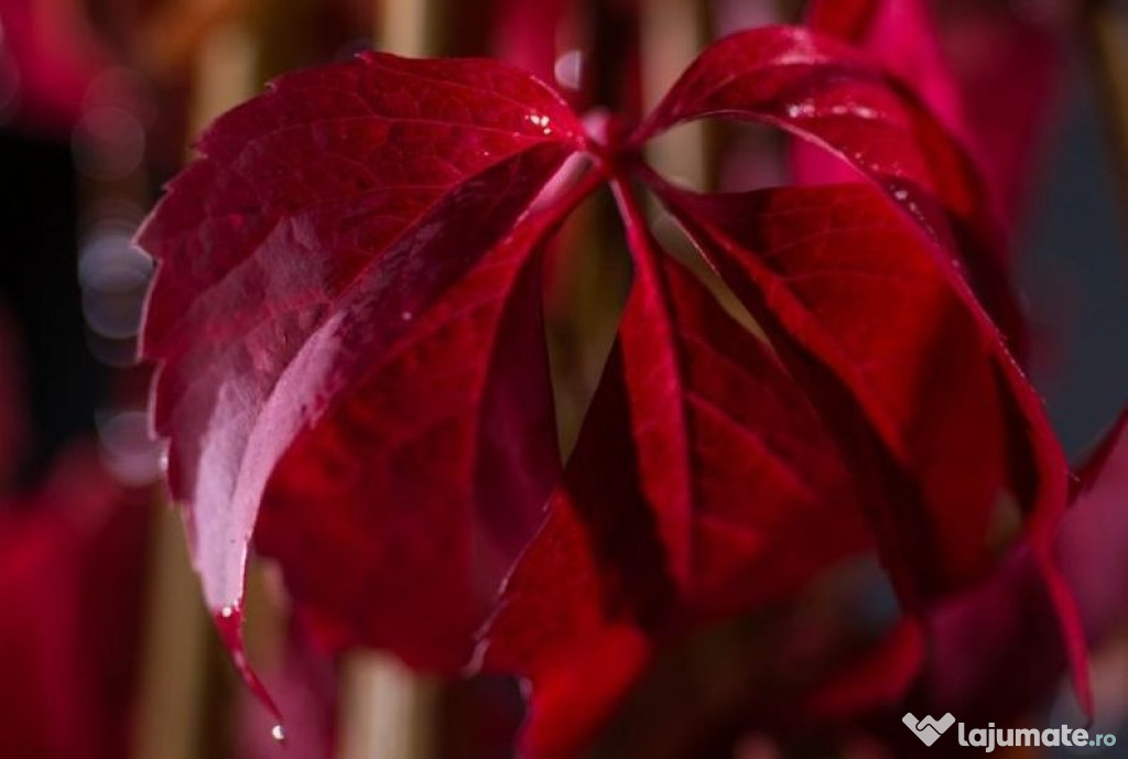 Vita de Canada (Parthenocissus quinquefolia) oferta 100 buc