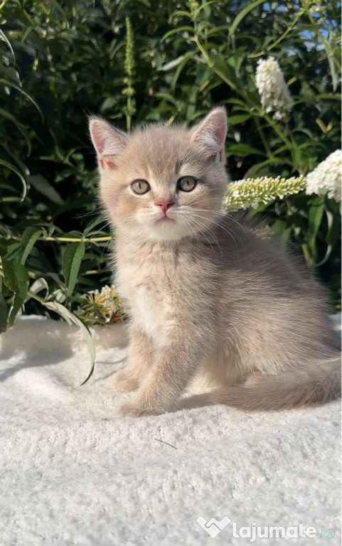 British shorthair pui