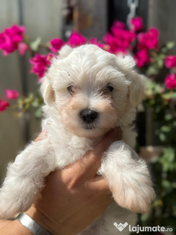 Bichon maltez de vânzare