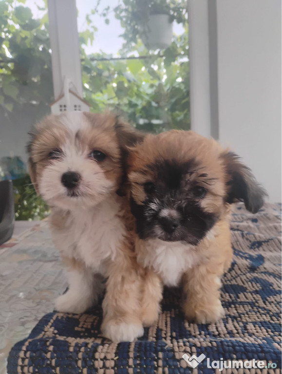 Bichon havanez mascul si femela