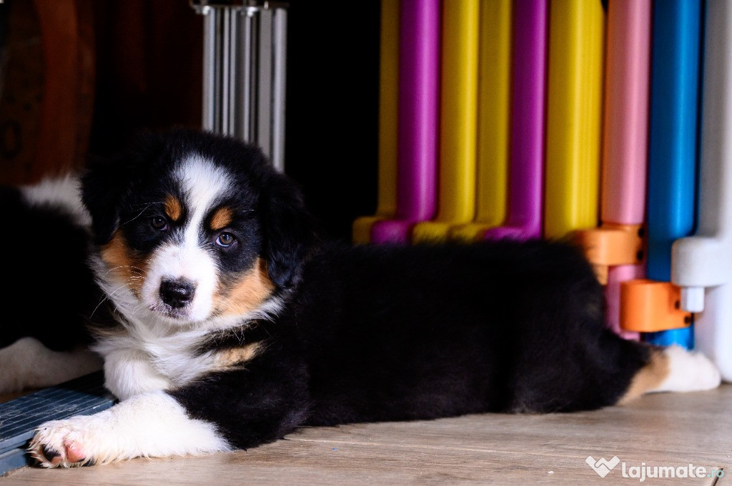 Pui Australian Sheperd