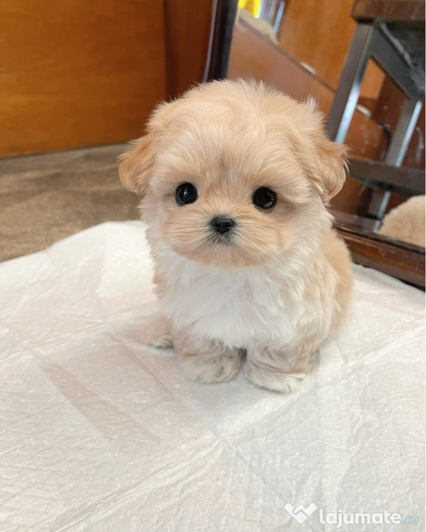 Maltipoo Mini Toy
