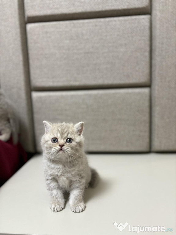 British shorthair pui