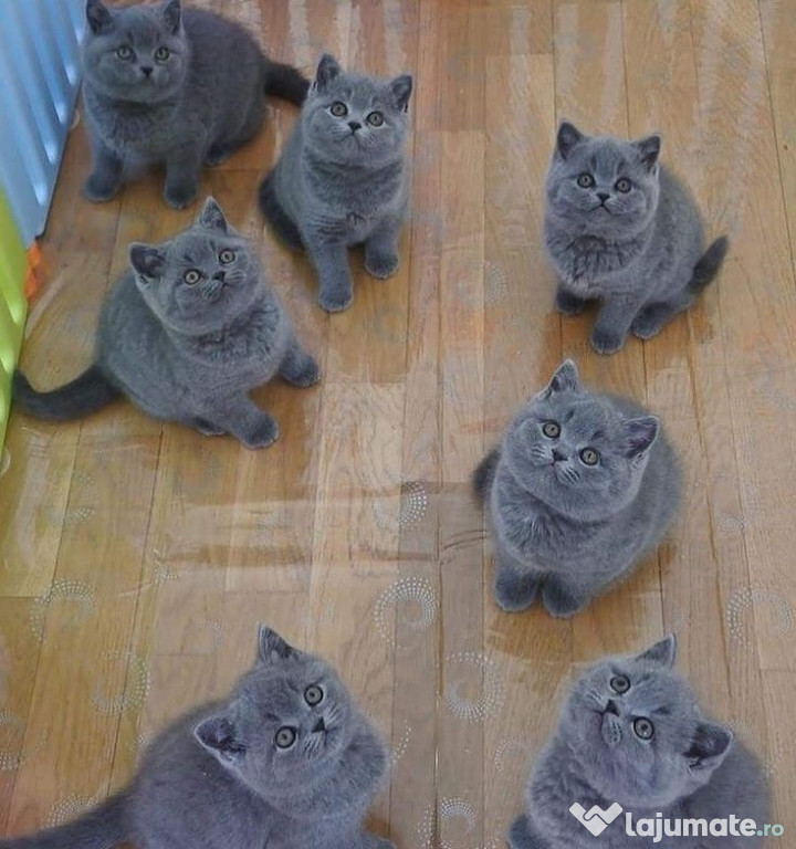 British shorthair Baietei si fetite