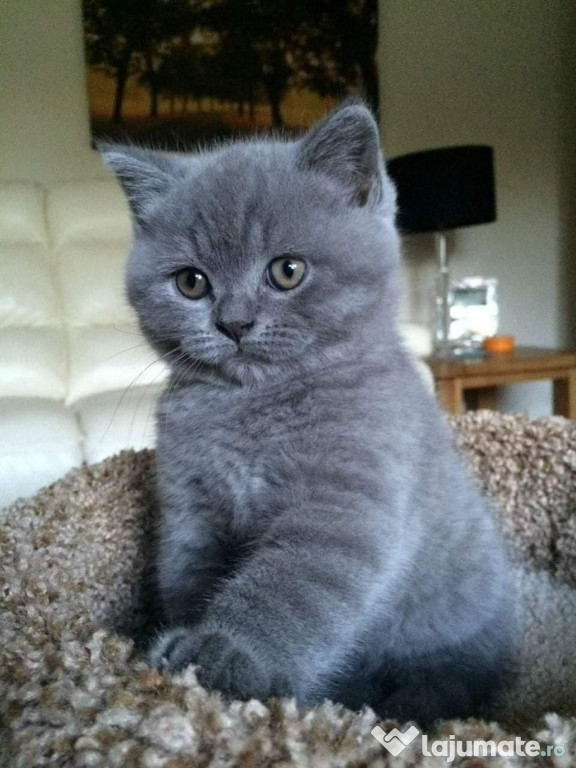 British shorthair baietei si fetite
