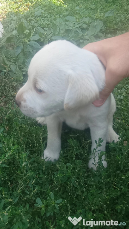 Labrador Retriever 6 saptamani