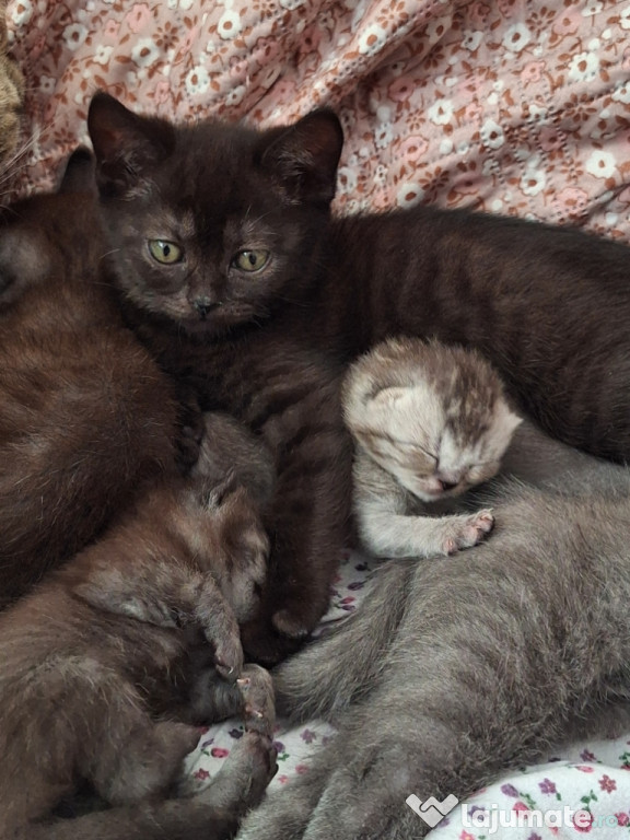British Shorthair