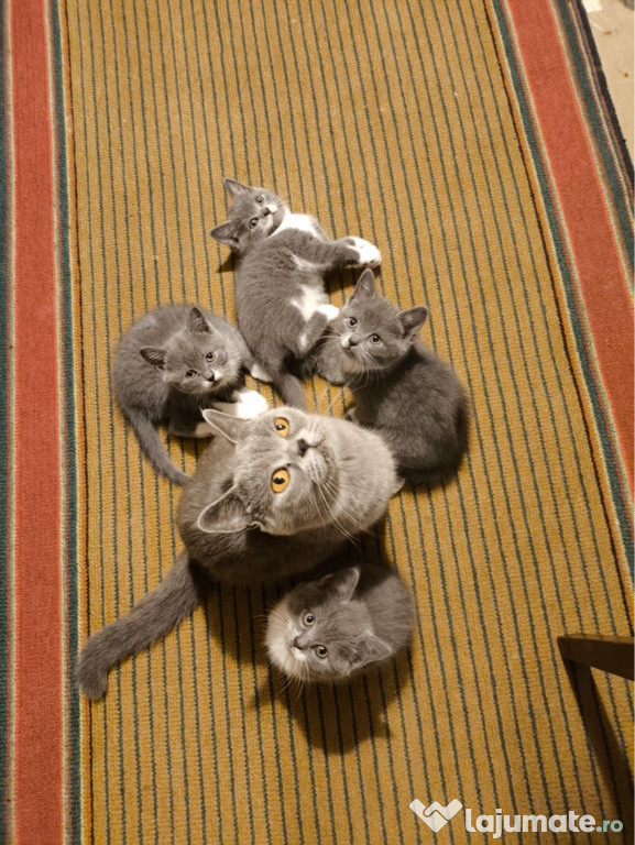 British shorthair băieței și fetițe