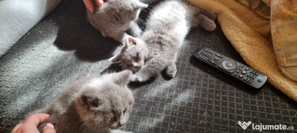 British shorthair blue