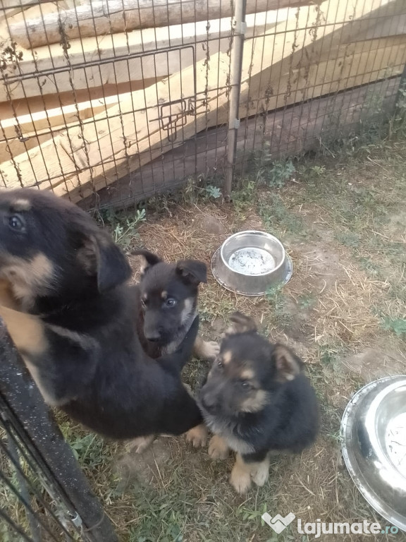 Căței Ciobanesc german