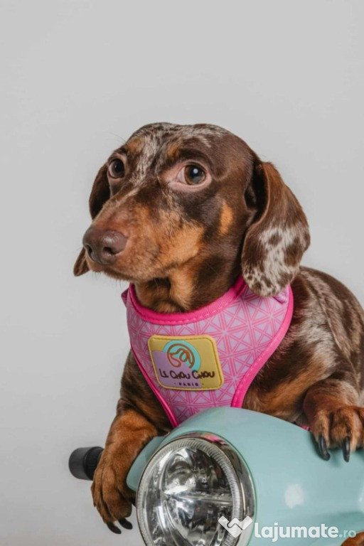 Dachshund pui frumoși