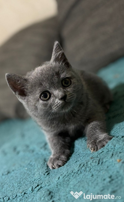 British shorthair
