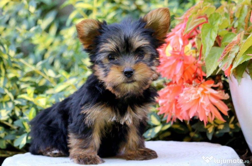 Asigur transport !!! Pui Yorkshire Terrier femela
