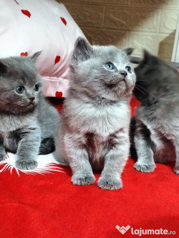 Pisicuți British Shorthair