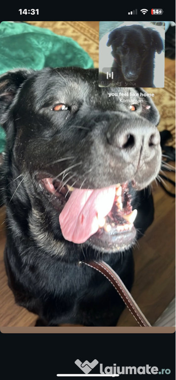 Labrador cane corso adoptie