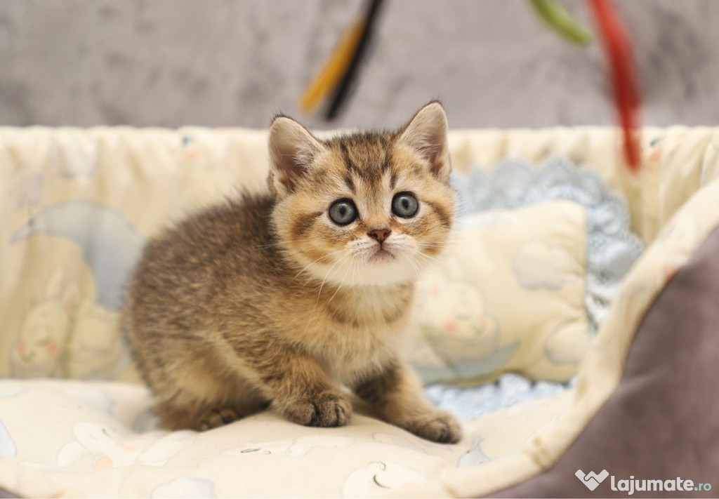 British shorthair