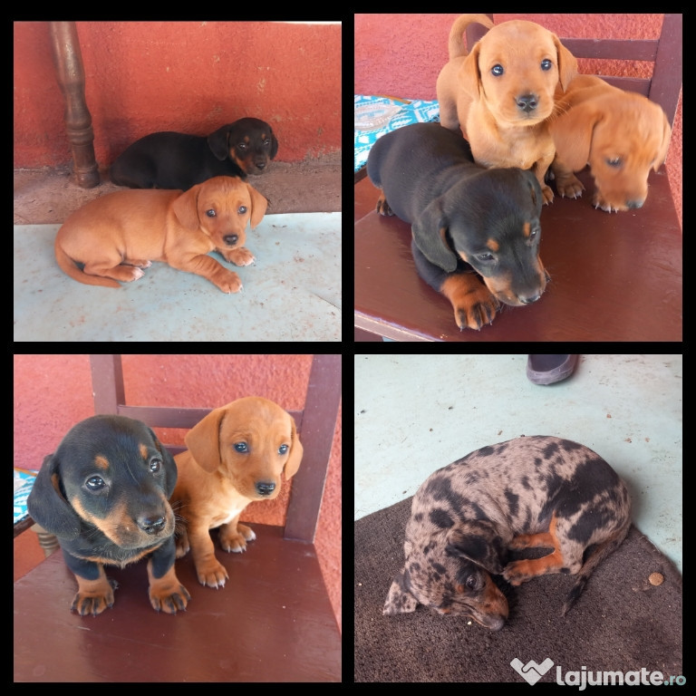 Căței Teckel Arlechin , negru , Galben (tekel,dachshunnd)