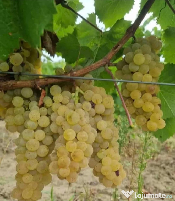 Struguri de vin vrancea