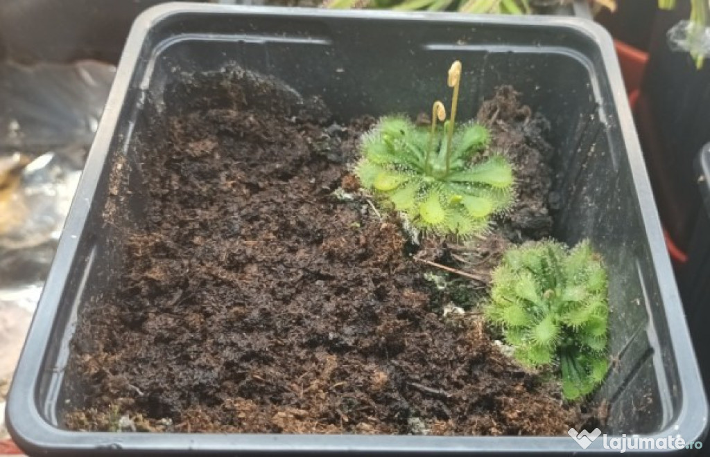 Seminte de planta carnivora din complexul de drosera spatulata