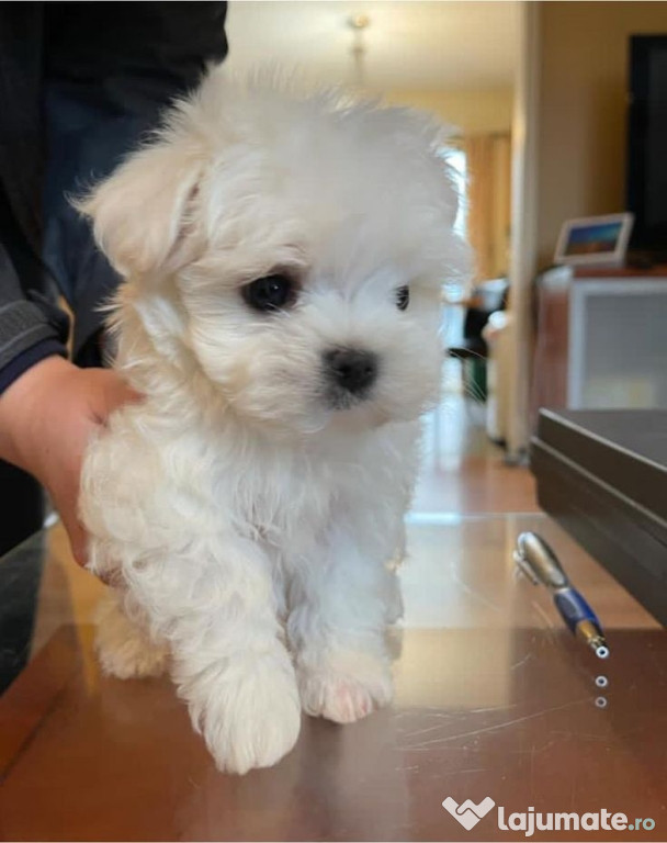 Bichon maltez mini toy