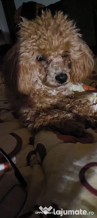Disponibil Caniche toy 9 luni