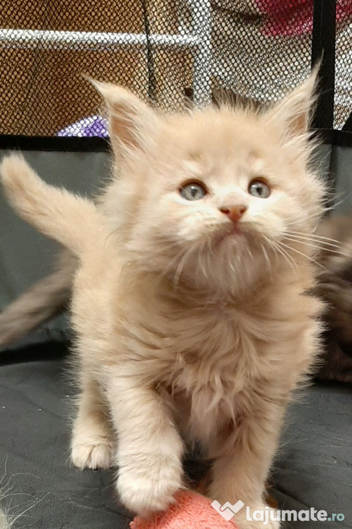 Maine Coon puiuți