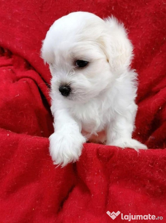 Bichon Maltez alb