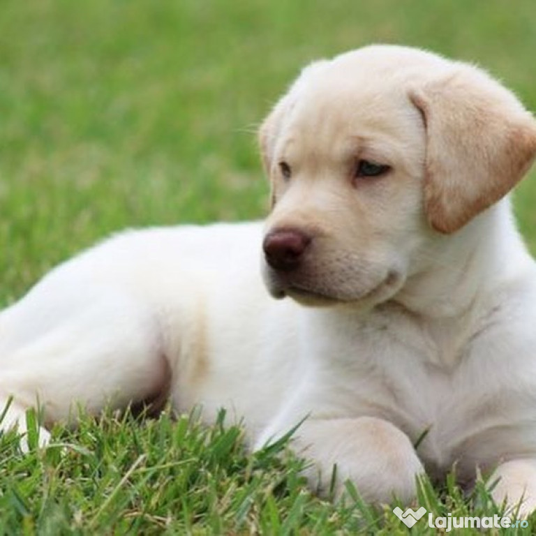 Labrador retriever-labrador