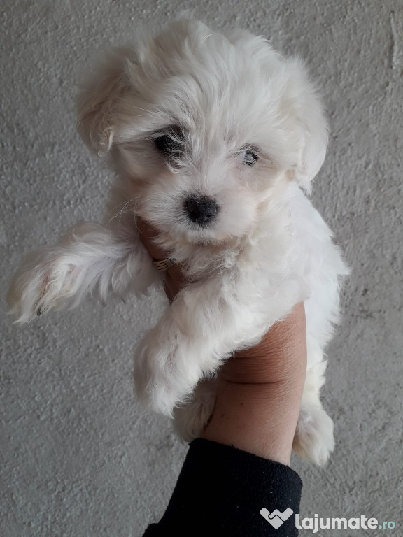 Bicbon maltez toy