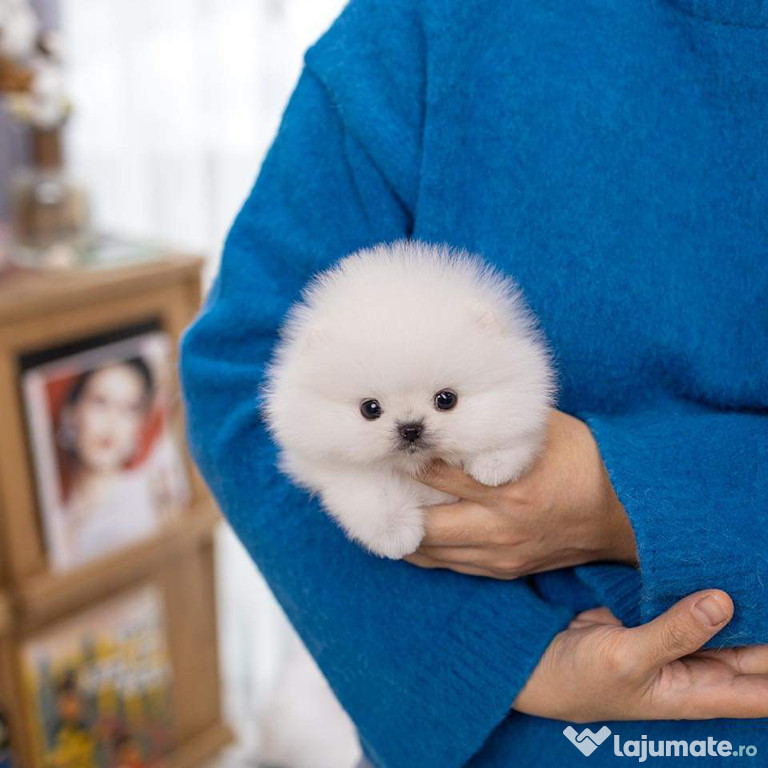 Pomeranian mini toy