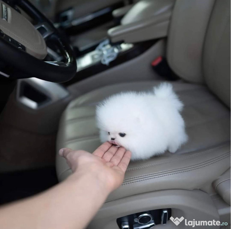 Pomeranian mini toy
