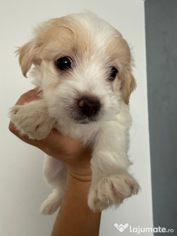Căței bichon jucăușe 550 lei