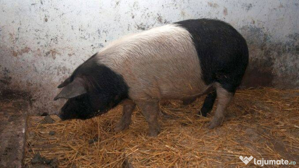 Vand porc rasa bazna