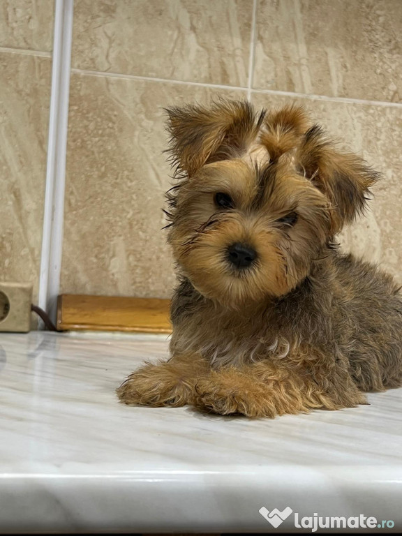 Yorkshire terrier pui vaccinat regulat sănătos