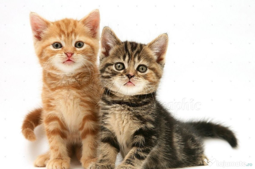 American shorthair puiuți