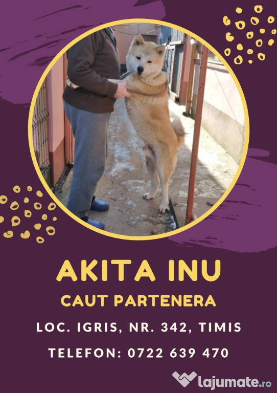 Akita Inu mascul adult, sanatos