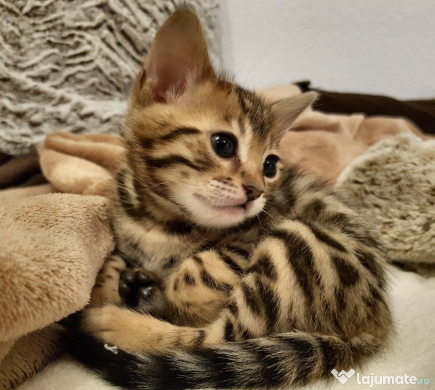Bengal pisoiasi superbi