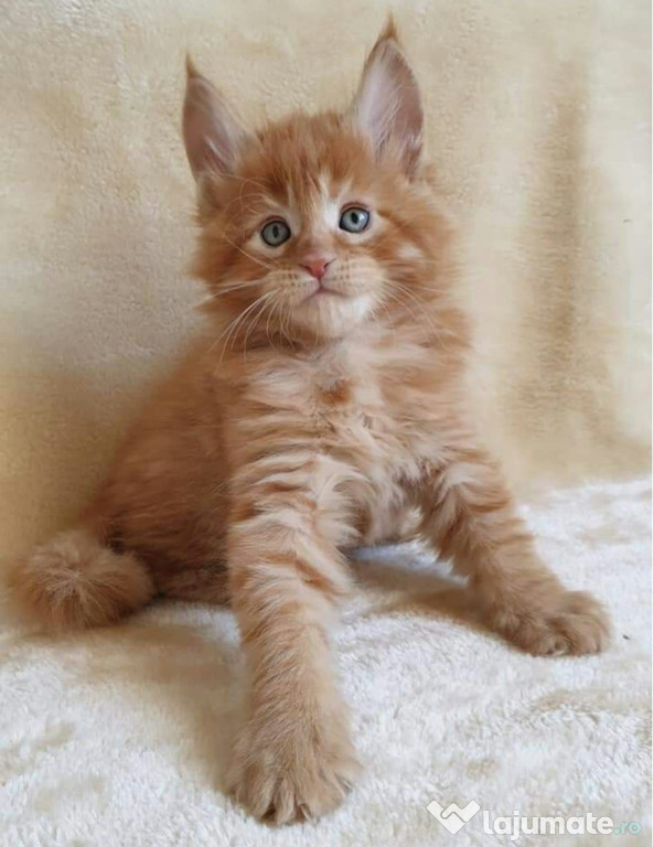 Maine coon puiuți