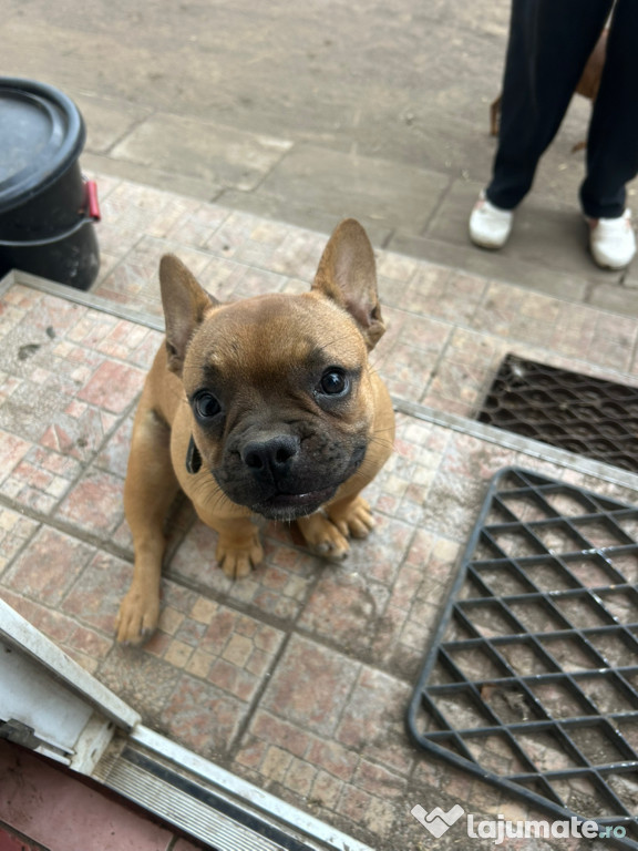 Buldog francez de vânzare