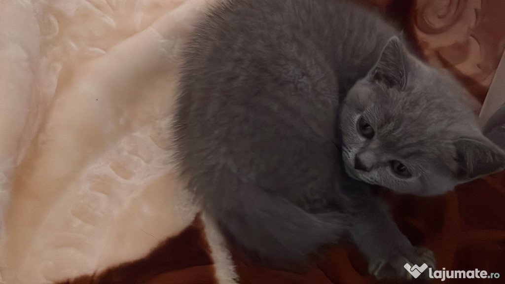 British shorthair pisicuță