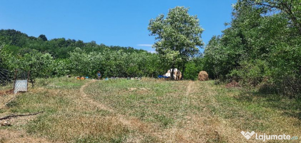 Teren intravilan Loc. Dobroteasa, jud. Olt