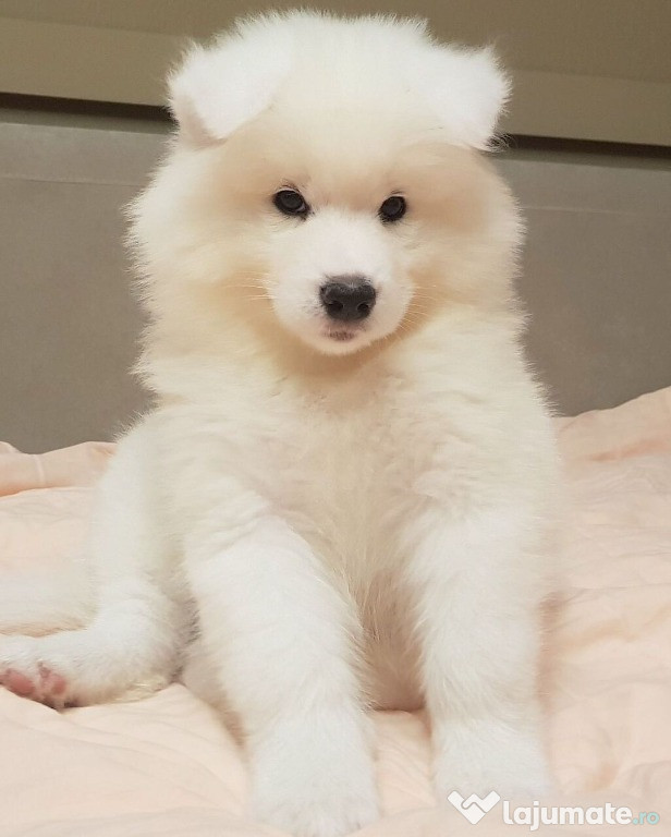 Pui adorabili de rasă Samoyed!
