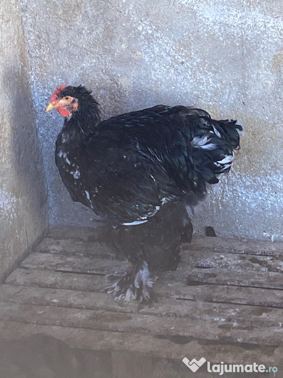 Cochinchina uriaș bobat cocoși