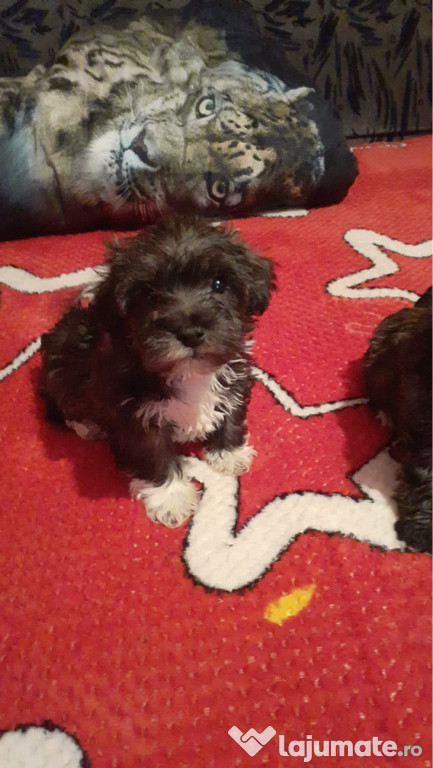 Bichon havanez femela 2 luni