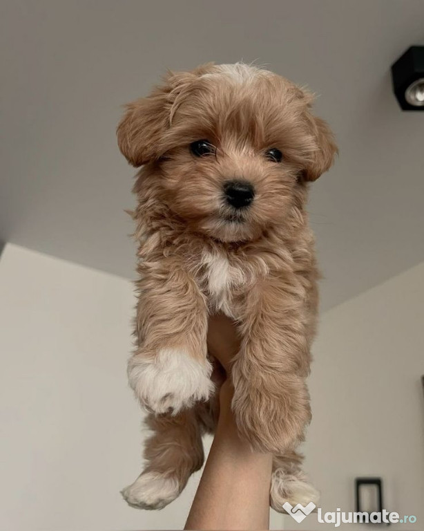 Yorkshire terrier mini toy