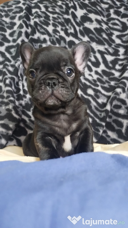 Mascul Bulldog francez