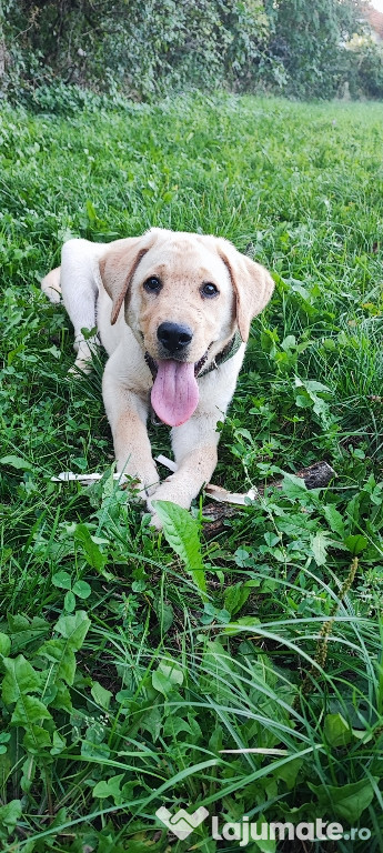 Labrador mascul 4 luni superb