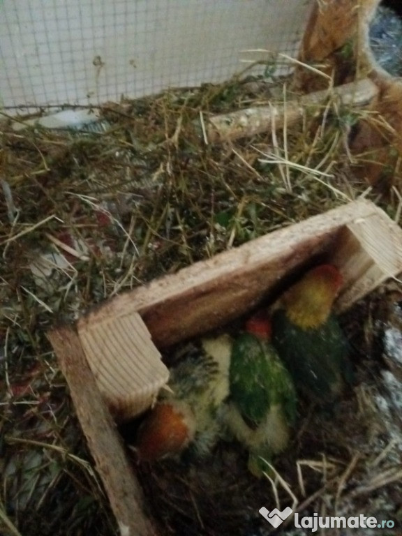 Pui de agapornis