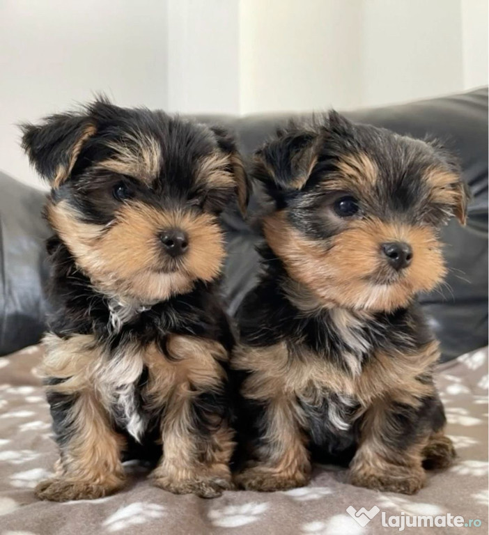 Yorkshire terrier