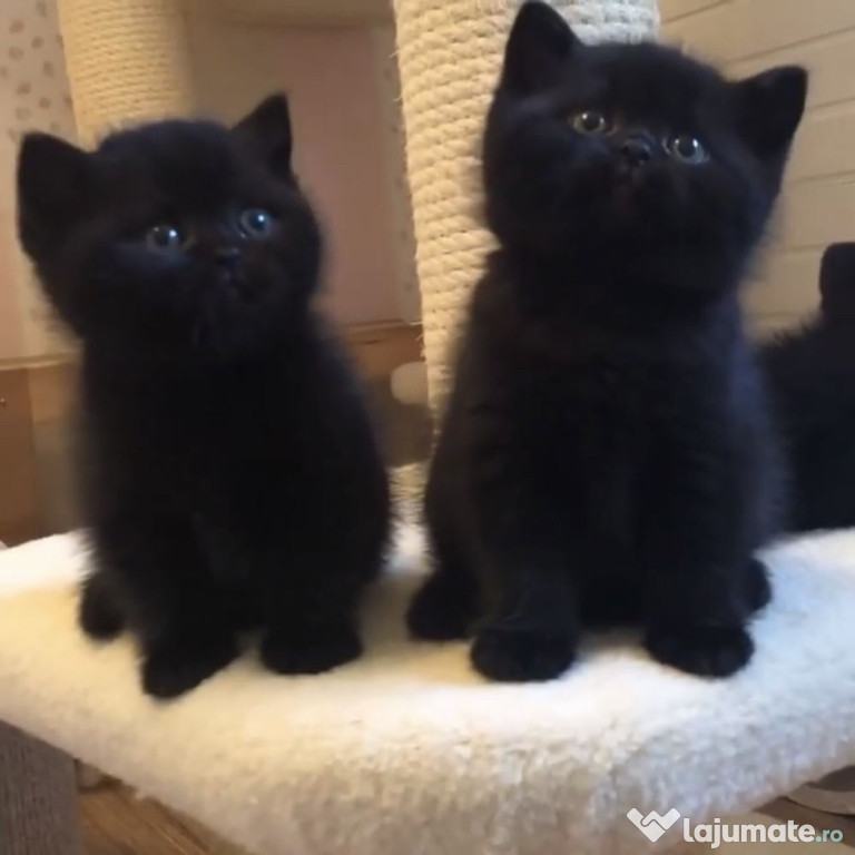 British shorthair puișori